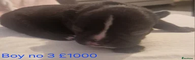 French Bulldog 3