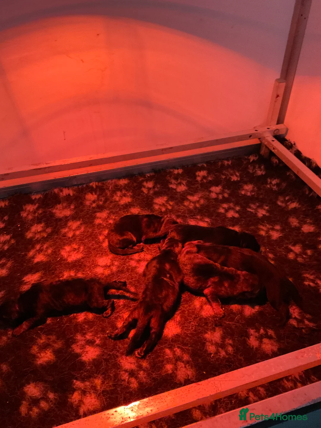 German Shepherd dogs for sale: Quality litter GSD @icepack kennels  - Advert 10