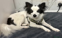 Papillon dogs for adoption: Zorro: The Little Soul Who Refused to Disappear - Image 2