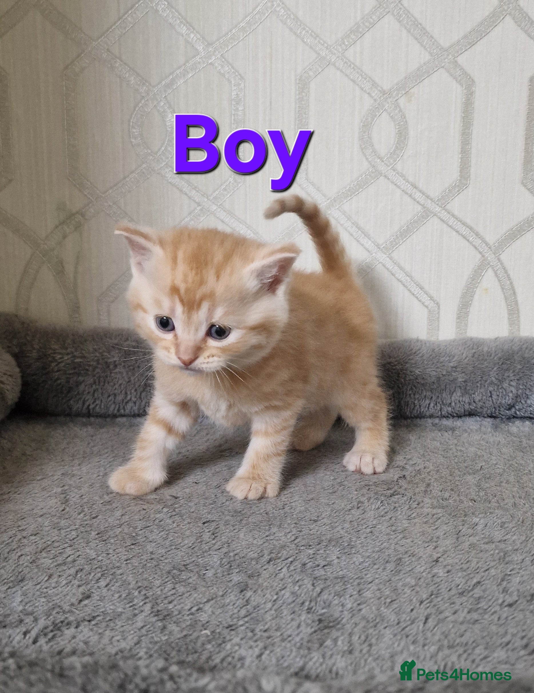 Mixed Breed cats Gorgeous British Shorthair Kittens for SALE - Advert 6