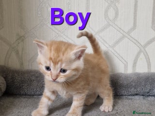 British Shorthair cats - Advert 1