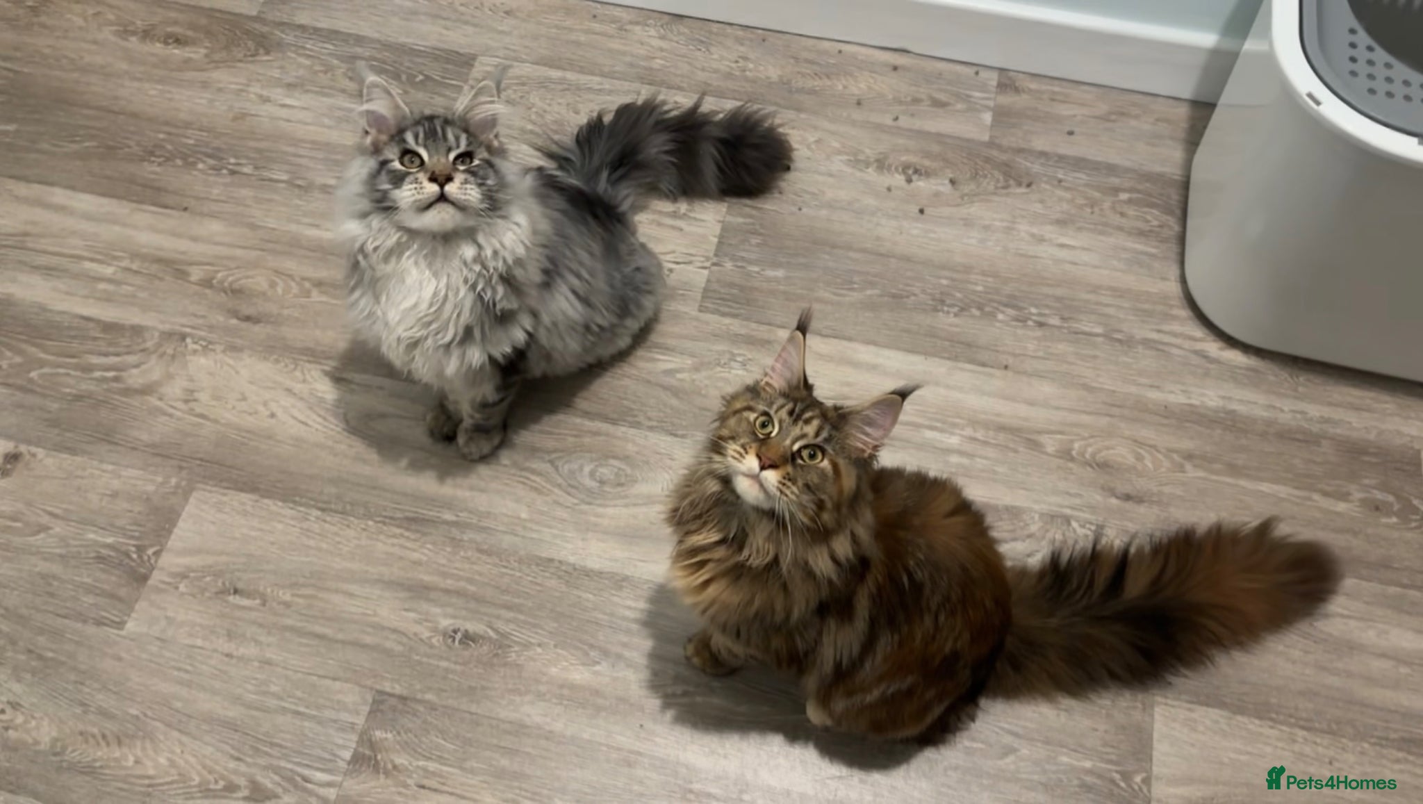 Maine Coon cats for sale: TICA Mainecoon Litter Due  - Advert 15