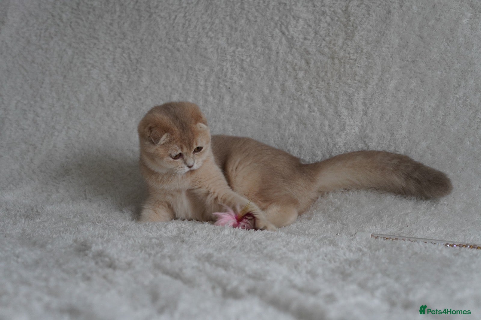 Scottish Fold cats Beautiful kittens - Advert 1