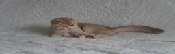 Scottish Fold cats for sale: Beautiful kittens - Advert 4