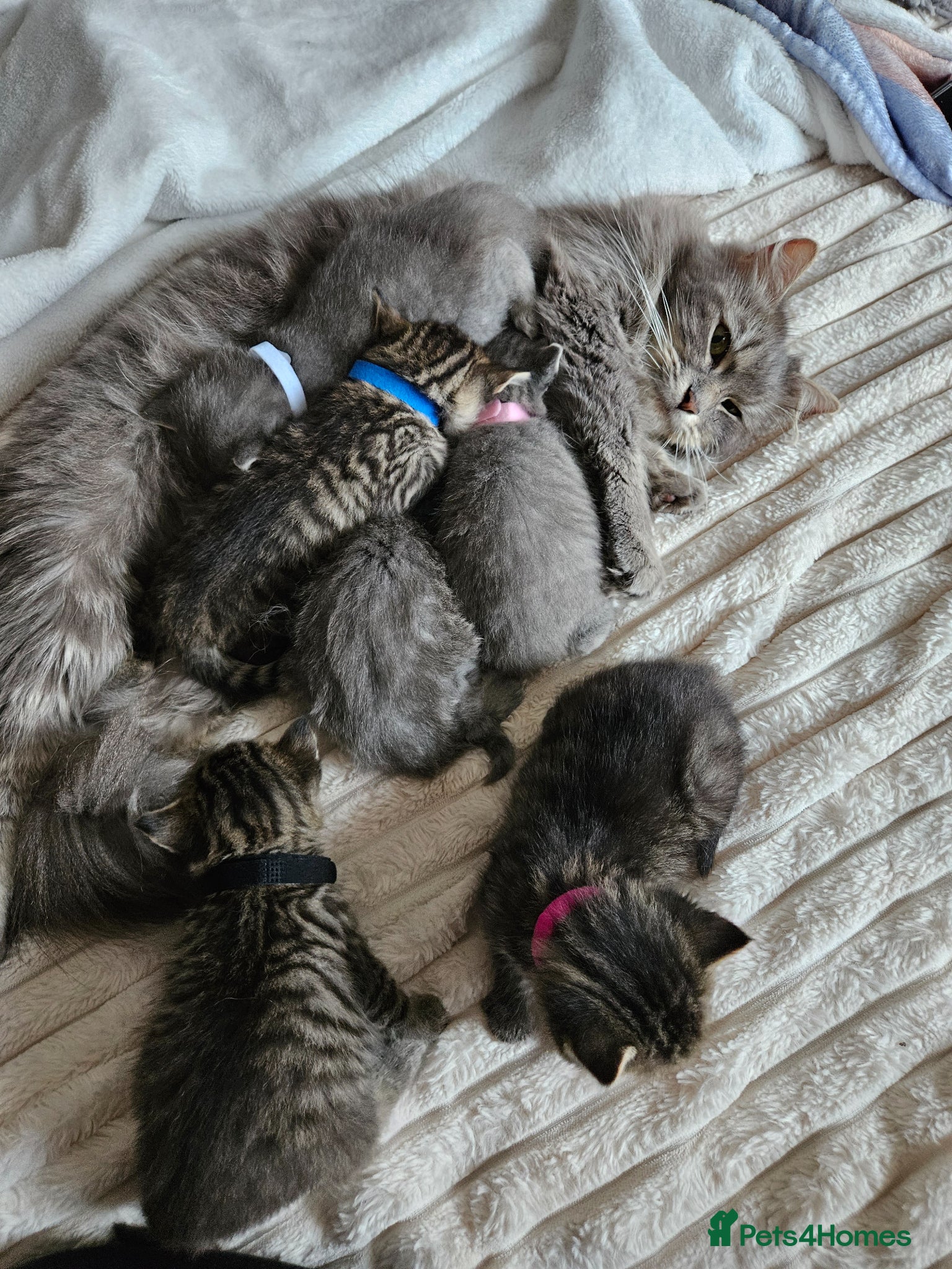 Mixed Breed cats 🐱 Stunning Maine Coon Cross Kittens🐱 - Advert 1