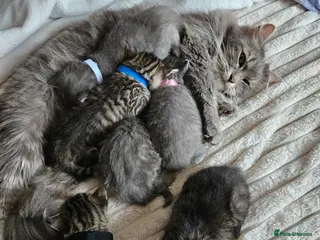 Mixed Breed cats 🐱 Stunning Maine Coon Cross Kittens🐱 - Advert 2