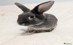 Mixed Breed rabbits for sale: New seller of rabbits - Image 10