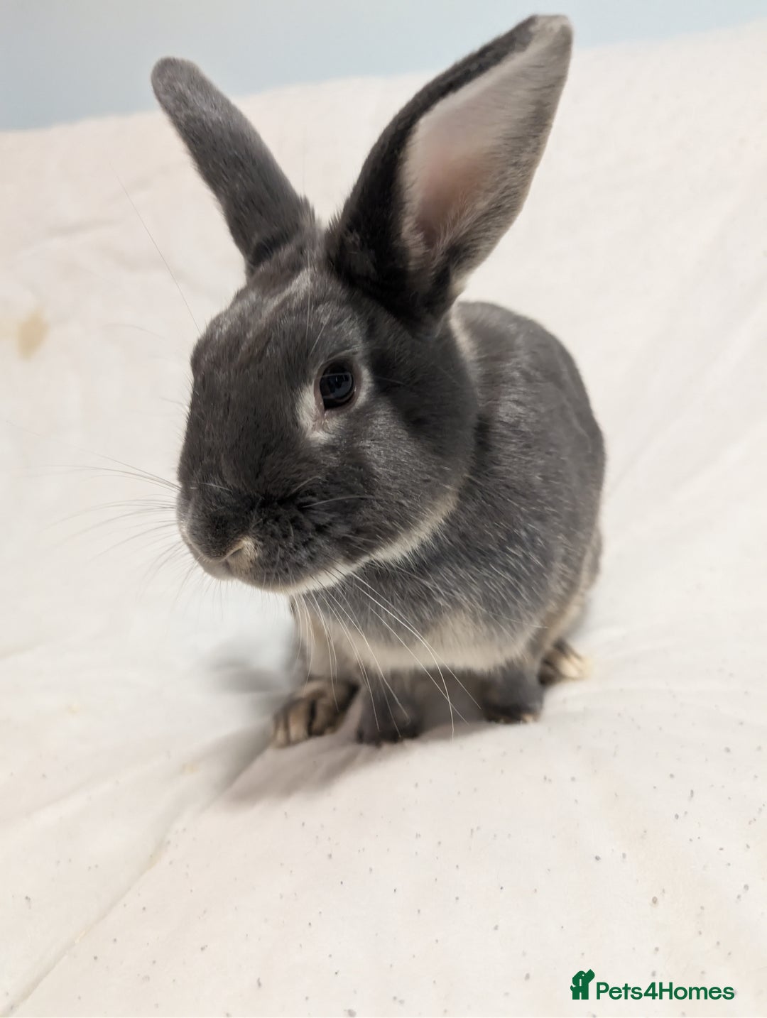 Mixed Breed rabbits for sale: New seller of rabbits - Image 10
