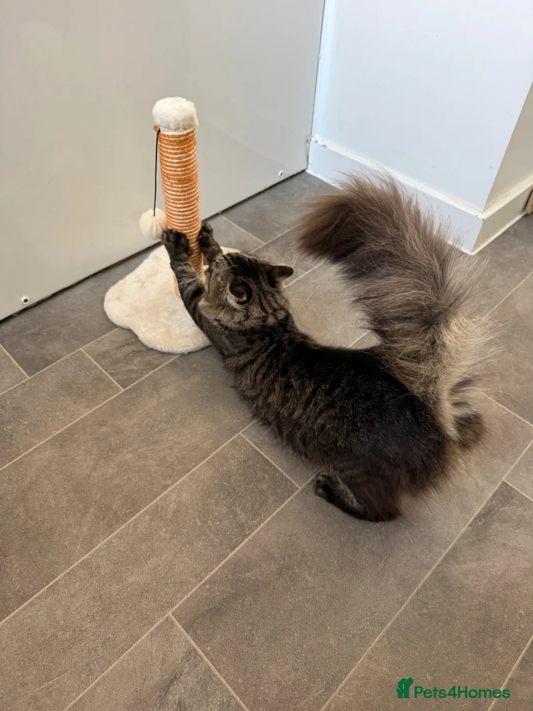 Mixed Breed cats for sale: Beautiful one year old - Advert 4