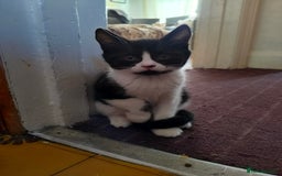 Mixed Breed cats for sale: 3 Gorgeous girls looking for home - Image 7