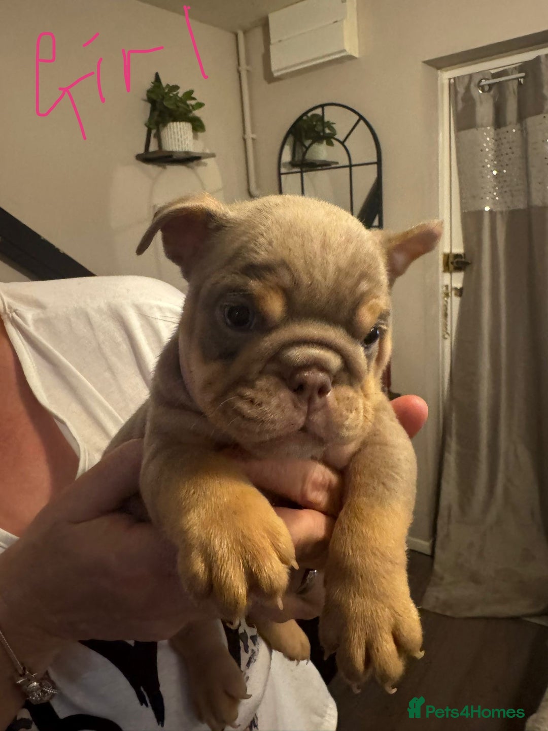 English Bulldog dogs for sale:  🔥TOP BLOOD LINES 🔥 ENGLISH BULLDOGS  - Advert 8