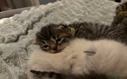 Mixed Breed cats for sale: Half bengals  - Image 16
