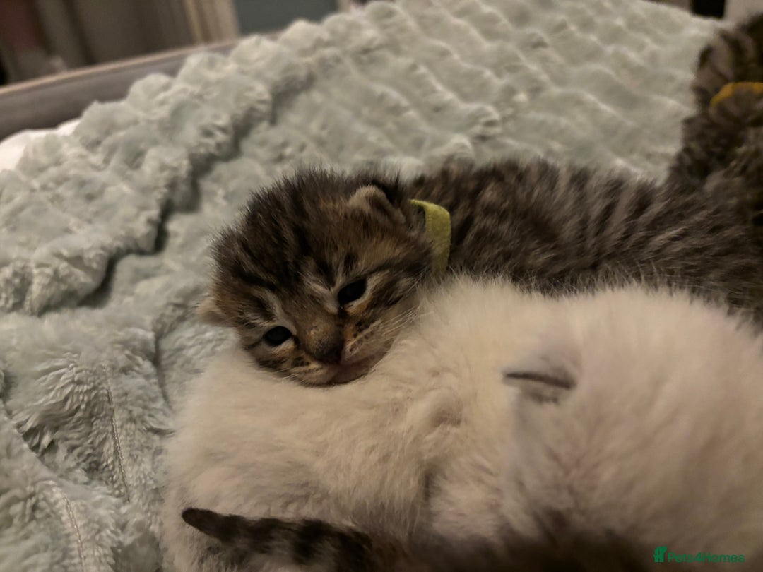 Mixed Breed cats for sale: Half bengals  - Image 16