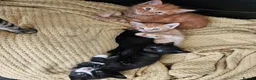 British Longhair cats for sale: Longhaired and shorthaired ginger, black, b & w - Advert 4