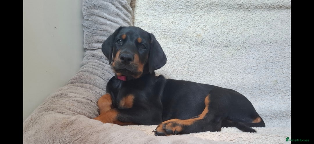Dobermann dogs for sale: Beautiful Doberman puppies 3 boys 3 girls for sale - Image 26