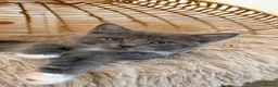 Mixed Breed cats for sale: Maine coon x Scottish fold - Advert 16