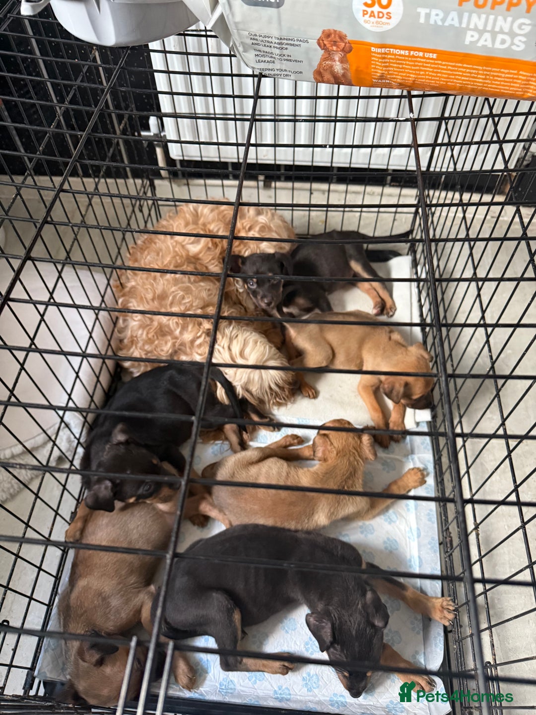 Mixed Breed dogs for sale: Mixed German Shepard ridgeback  - Image 15