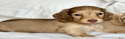 Miniature Dachshund dogs for sale: 🐶 Cream Mini Longhaired Dachshunds KC reg/PRA 🐶  - Advert 9