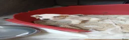 Jack Russell dogs for sale: Jack russell puppys - Advert 17