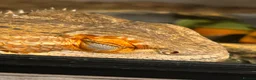 Bearded Dragon reptiles for sale: Bearded dragon for rehome.  in Dunmow - Advert 2