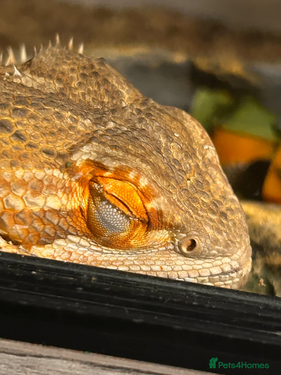 Bearded Dragon reptiles for sale: Bearded dragon for rehome.  in Dunmow - Advert 2