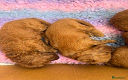 Cavapoo dogs for sale: Fox RED Cavapoo Puppies - Image 19