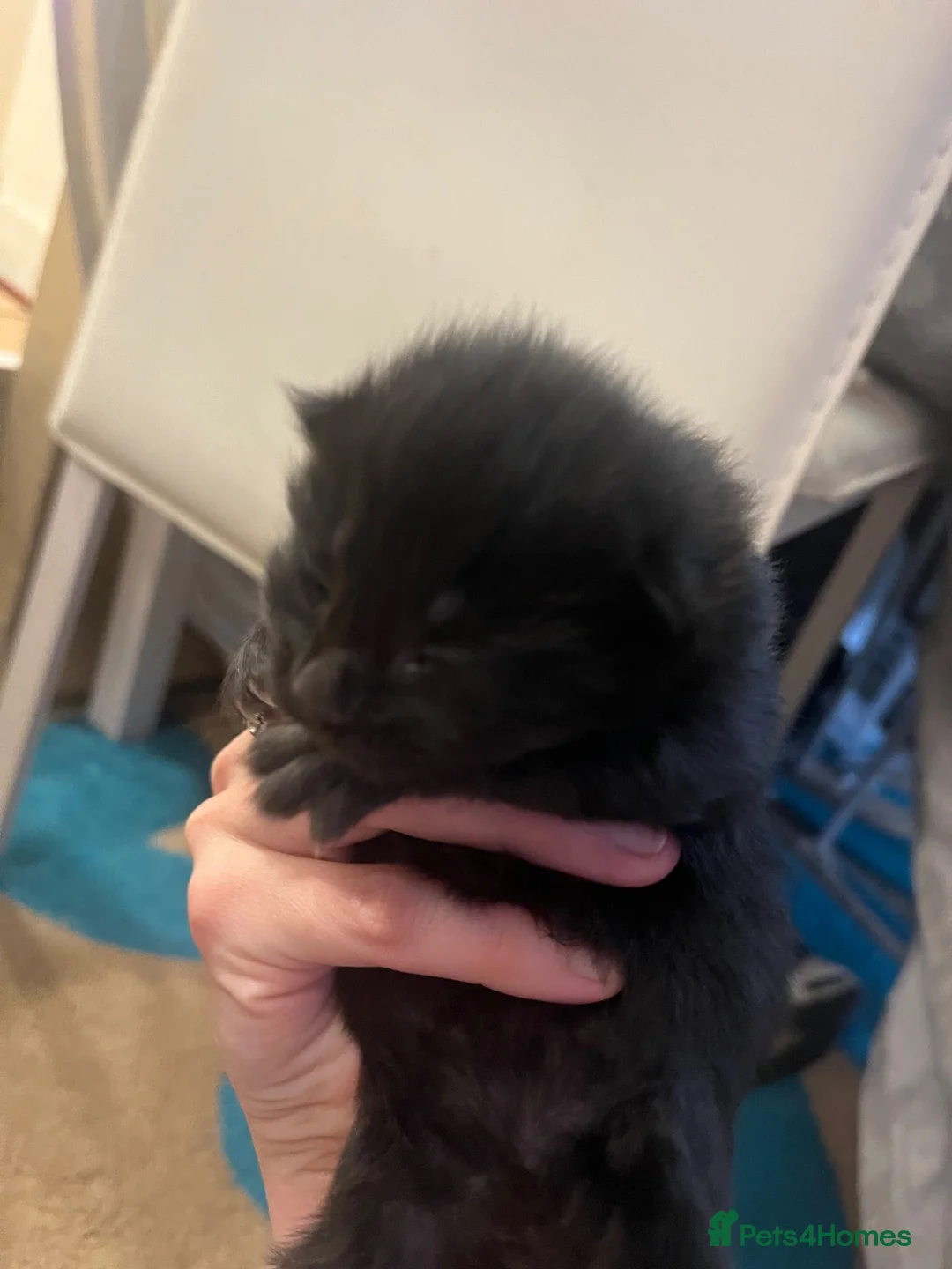 British Longhair cats for sale: Domestic long hair kittens  - Advert 7