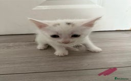 Mixed Breed cats for sale: 1 ginger kitten male  - Image 2