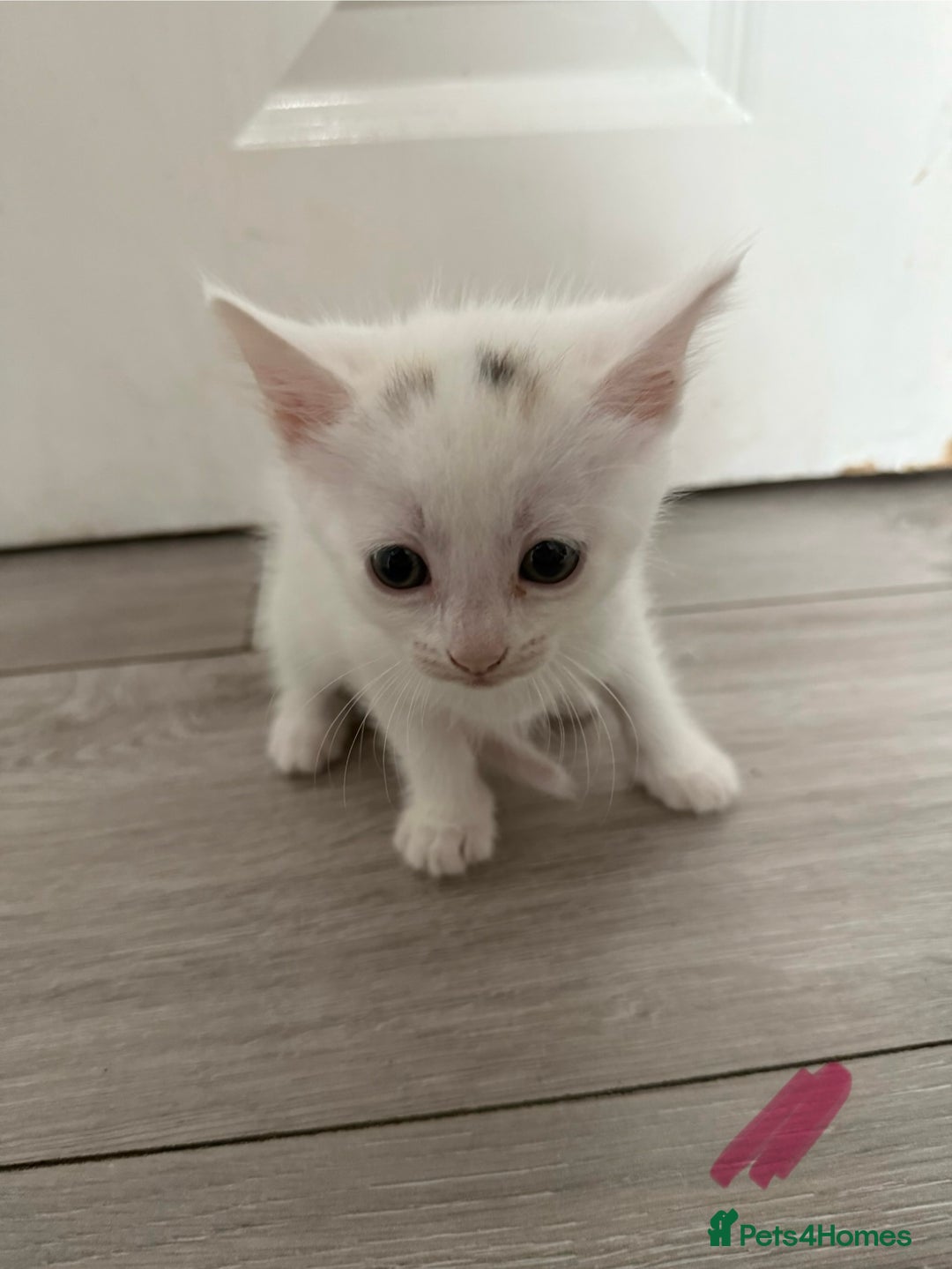 Mixed Breed cats for sale: 1 ginger kitten male  - Image 2
