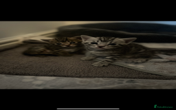 Bengal cats for sale: One Bengal male Remaining - Advert 8