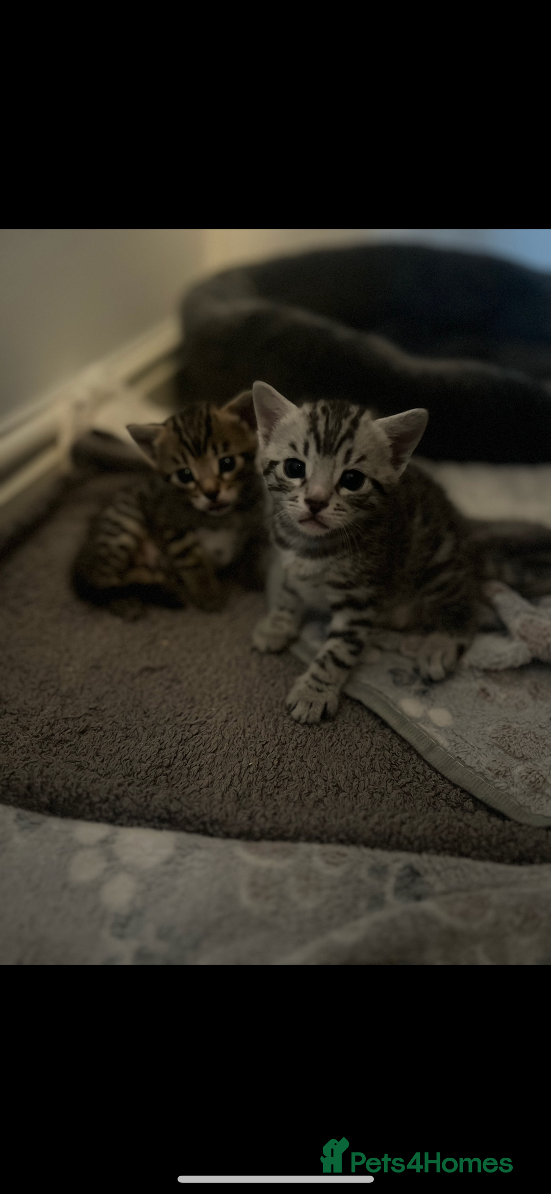 Bengal cats for sale: One Bengal male Remaining - Advert 8