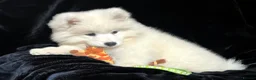 Samoyed dogs for sale: Beautiful Samoyed Puppies from Champion Father - Advert 22
