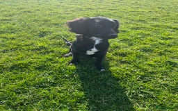 Mixed Breed dogs for sale: Black male springadore  - Image 2