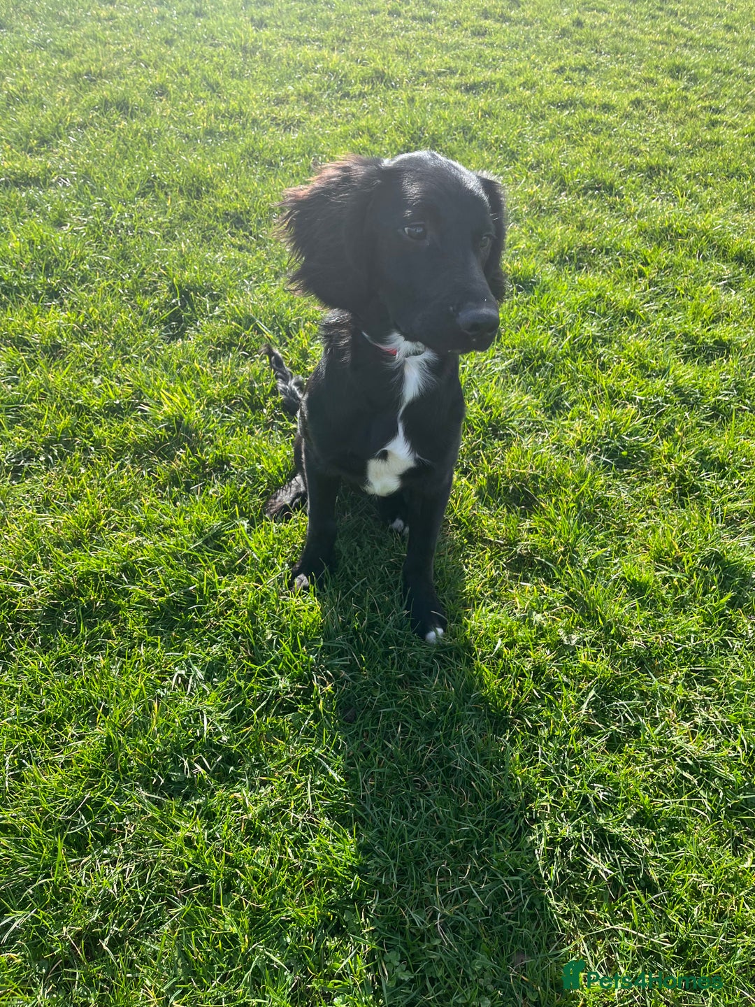 Mixed Breed dogs for sale: Black male springadore  - Image 2