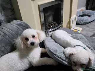 Bichon Frise dogs 2 x Bichon frise - Advert 2