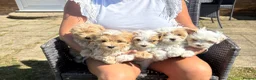 Maltipoo dogs for sale: Maltipoo puppies  - Advert 1