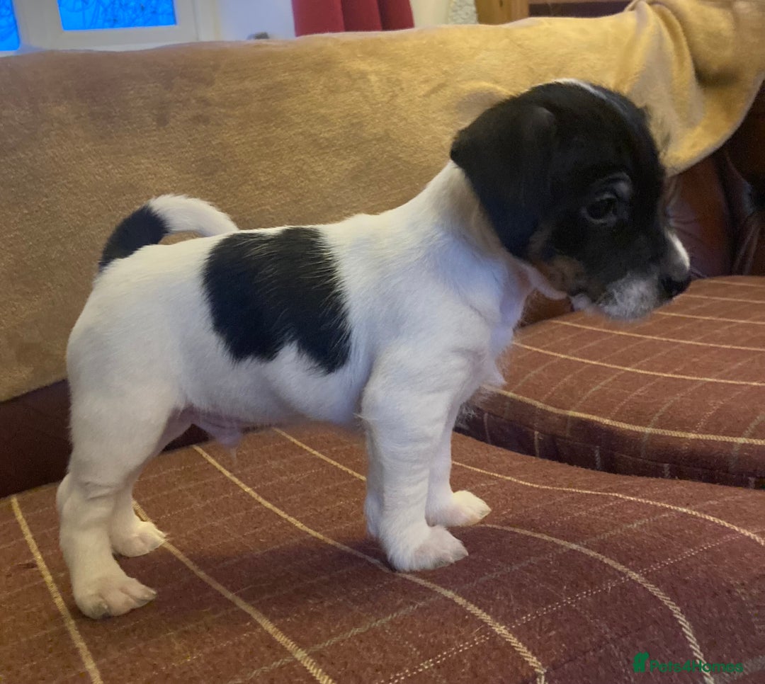 Jack Russell dogs for sale: Jack Russel pups. Two left one girl one boy - Advert 5