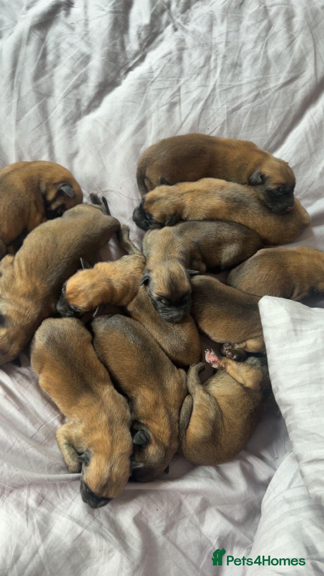 Belgian Shepherd Dog dogs for sale: Belgian Malinois Puppies  - Image 4