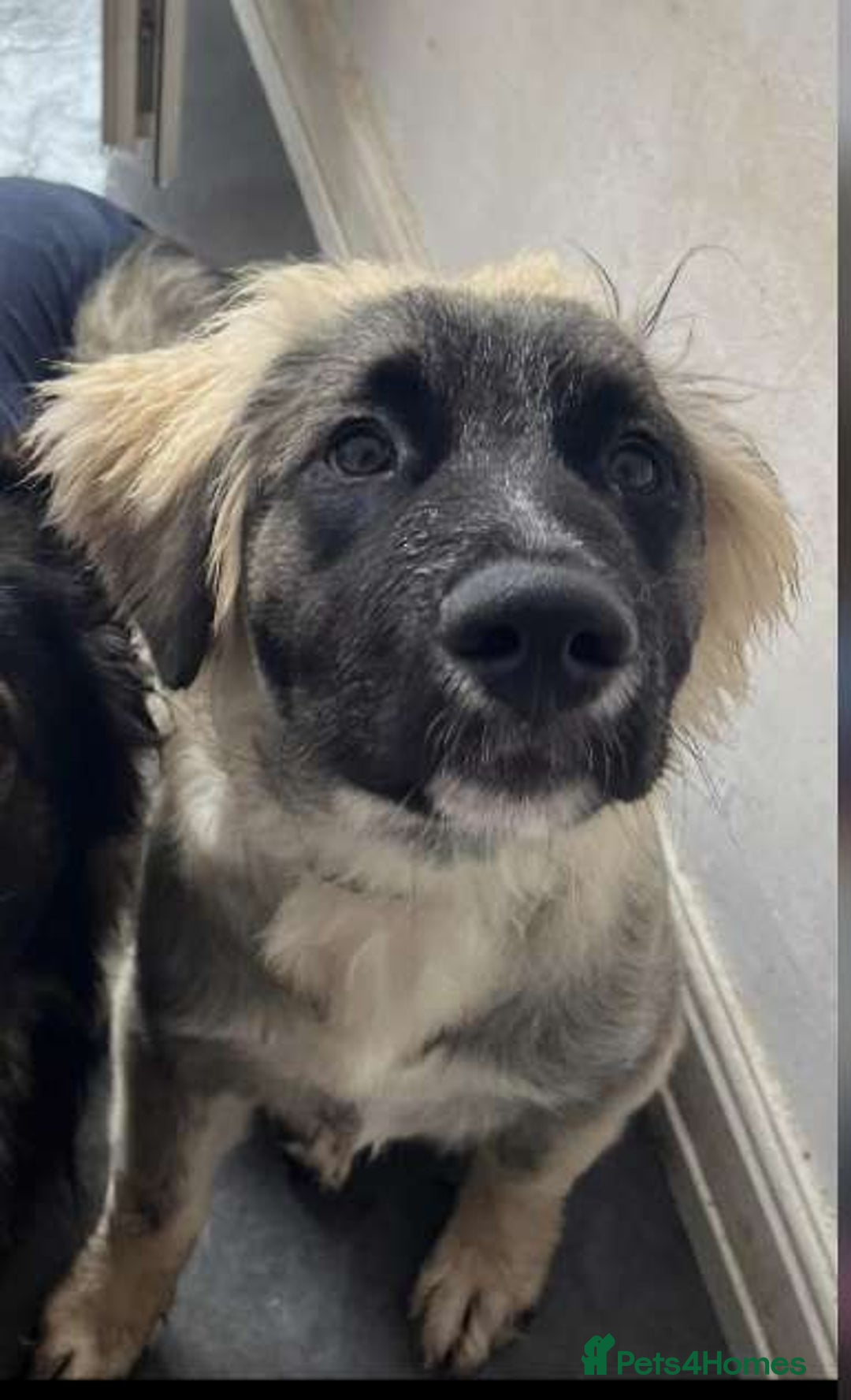 Caucasian Shepherd Dog dogs for sale: Caucasian shepard bitch for sale - Image 2