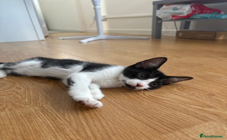 Mixed Breed cats - Advert 10