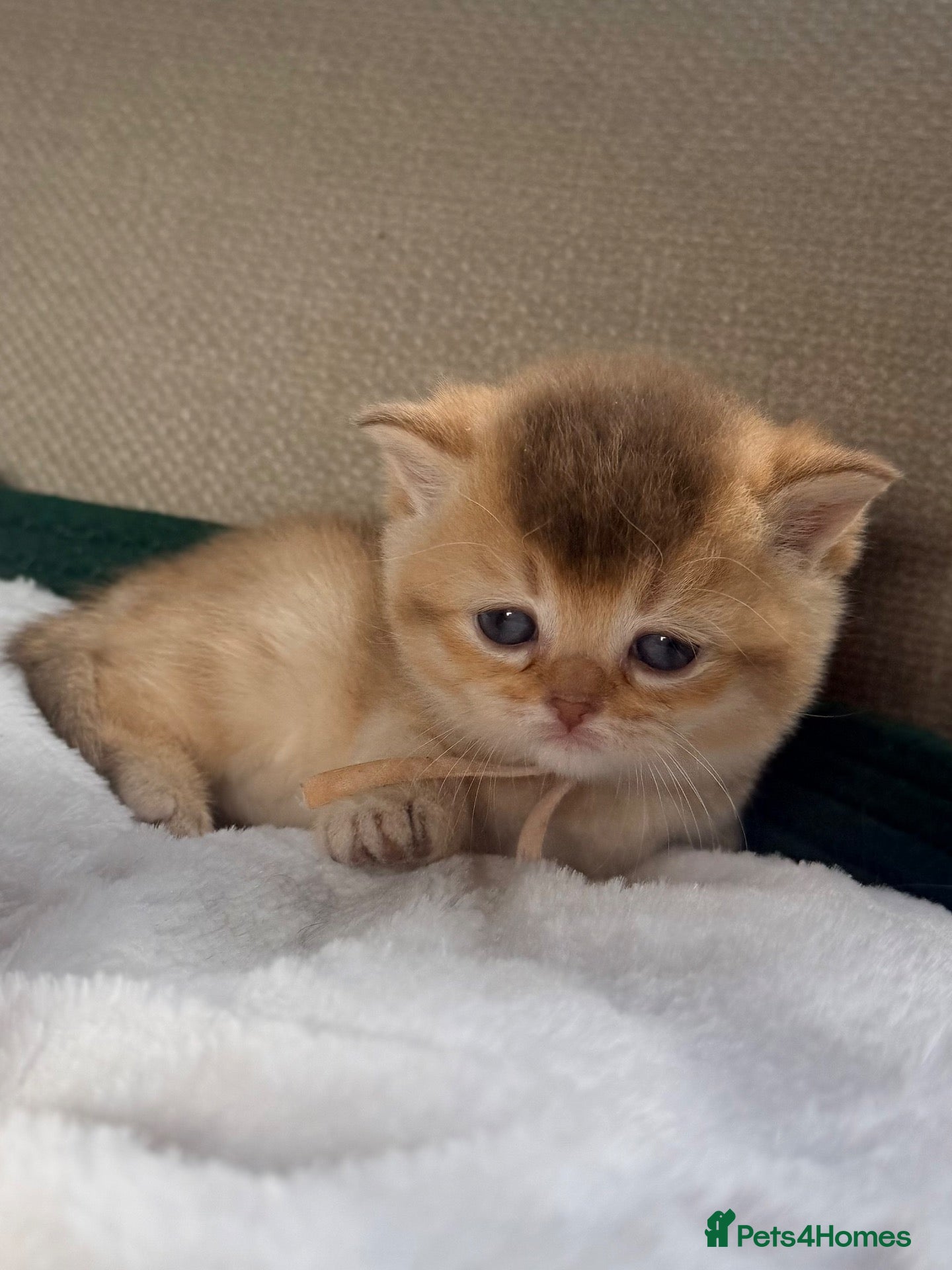 British Shorthair cats 6 gorgeous golden chocolate litter  - Advert 7