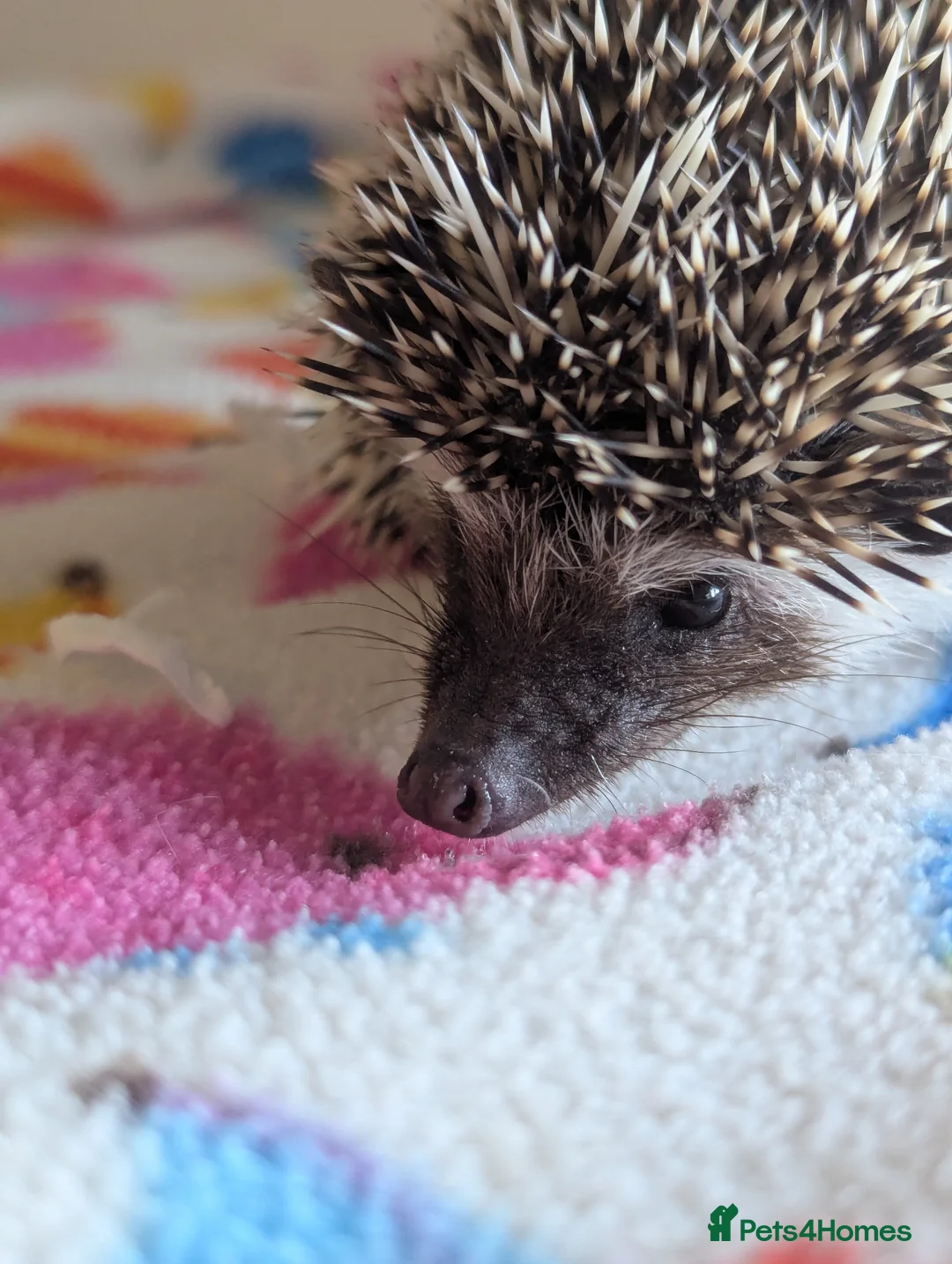 Pygmy Hedgehog rodents for sale: Gorgeous Hoglets Ready to Reserve Now - Advert 2