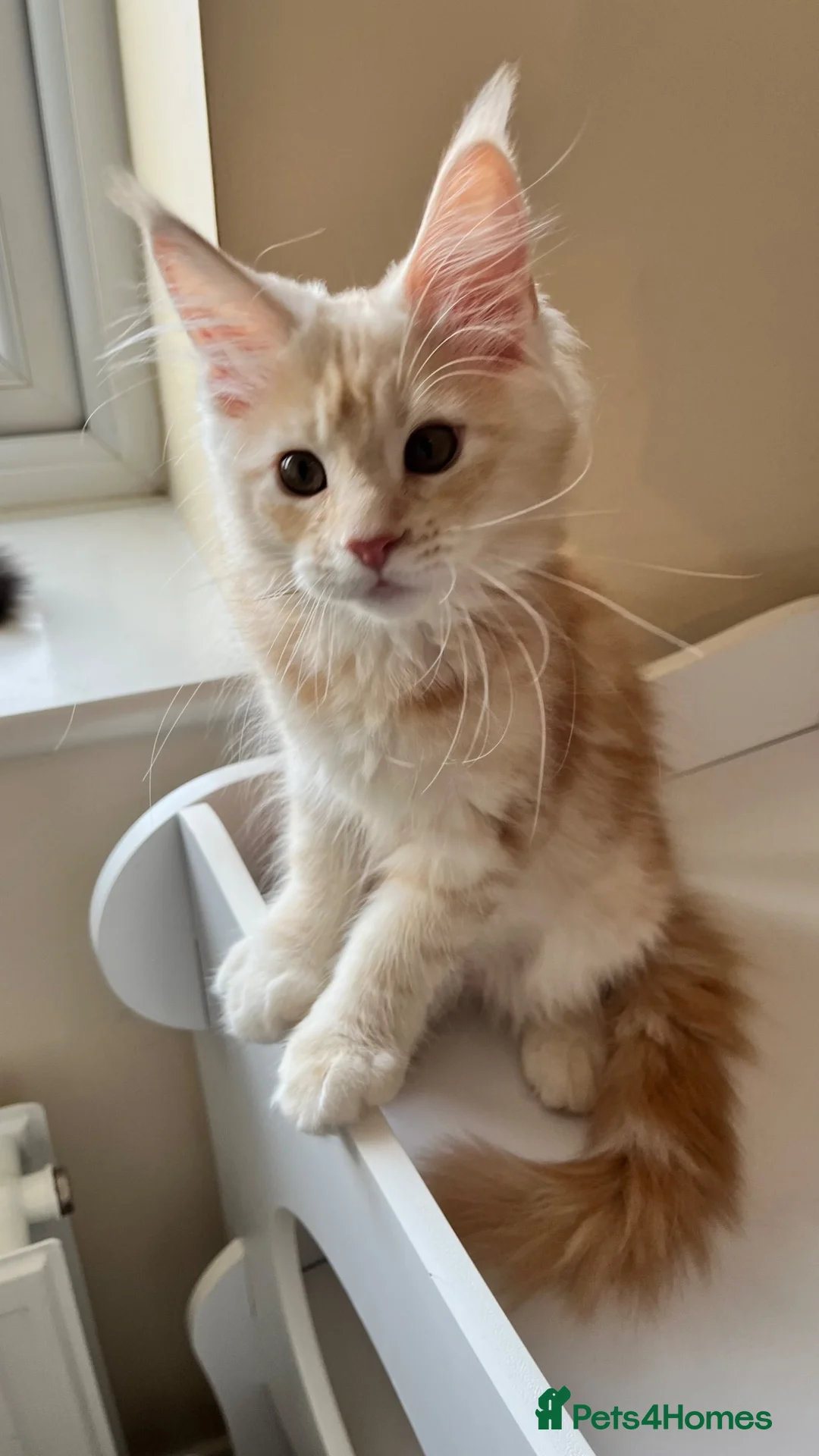 Maine Coon cats for sale: GCCF pedigree female Maine Coon kittens  - Advert 9