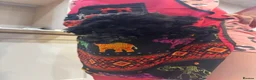 Mixed Breed dogs for sale: READY TO GO Rare Mikipoo puppy  - Advert 7