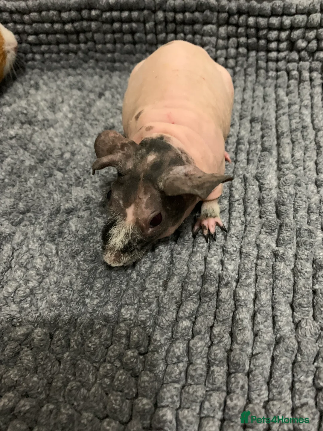 Guinea Pig rodents for sale: Skinny Pigs and Skinny Carriers - Advert 1