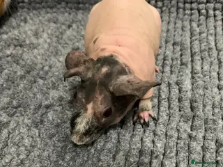 Guinea Pig rodents Skinny Pigs and Skinny Carriers - Advert 1