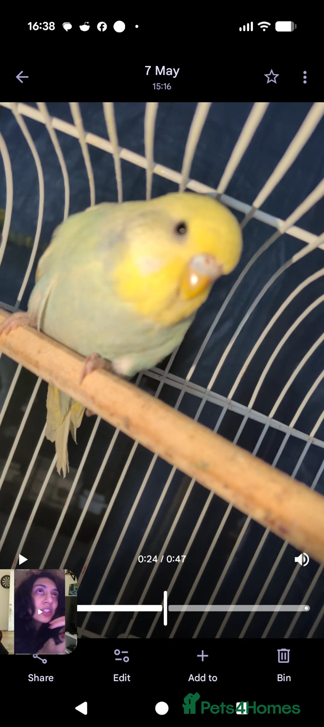 Budgerigars birds for sale: Young budgies for sale in Falkirk - Advert 9