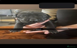 Mixed Breed dogs for sale: Pups for sale - Image 2