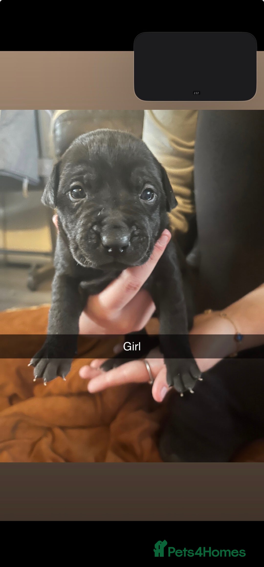 Mixed Breed dogs for sale: Pups for sale - Image 2