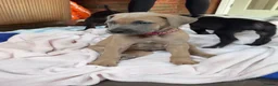 Great Dane dogs for sale: 2 girls left Great Dane puppys - Advert 18